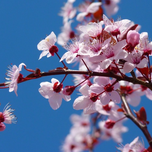 almond-blossom-5378_1280 új.jpg